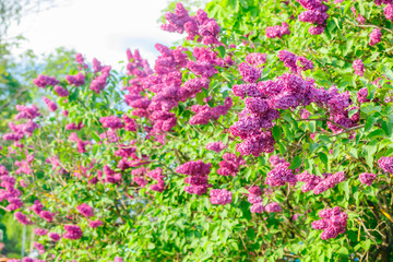 Obraz na płótnie Canvas Beautiful lilac purple flowers blooming in the garden