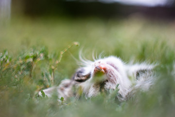the cat's nose looks out of the grass, a beautiful blurred background
