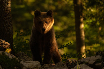 Fototapeta premium ours