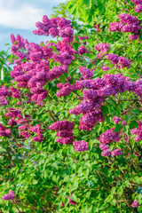 Obraz premium Beautiful lilac purple flowers blooming in the garden