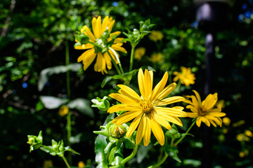 Many delicate fresh vivid yellow flowers of Jerusalem artichoke plant, commonly known as sunroot, sunchoke, or earth apple, beautiful outdoor floral background photographed with soft focus.
