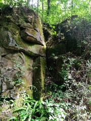 tree and rock in the woods