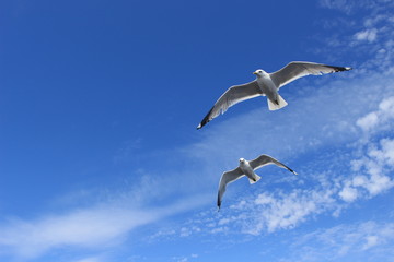 seagull in the blue sky