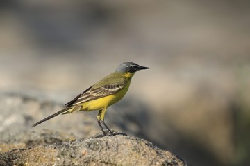 Adult Blue-headed Wagtail (Motacilla flava) Standing on the ground, seen from the side. Western yellow wagtail