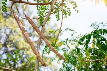 Moringa tree