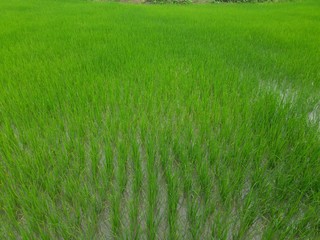 Plakat Paddy field the rain season in India. Beautiful landscape and green rice field in the countryside. Young rice growing in the paddy field. Close up of growing rice plant. Paddy farm in Jharkhand India