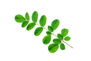 Moringa leaf