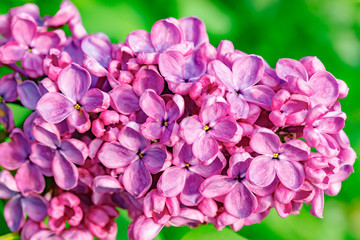 Beautiful lilac purple flowers blooming in the garden