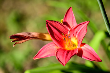 One delicate dark red day lily or lilium flower in full bloom on a water surface in a summer garden, beautiful outdoor floral background photographed with soft focus.