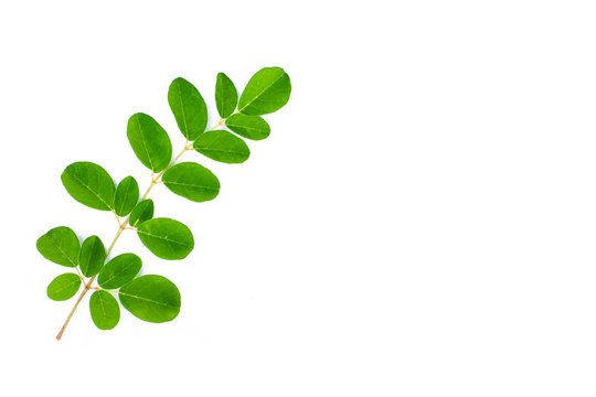 Moringa leaf on white.
