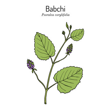 Babchi Psoralea corylifolia , medicinal plant