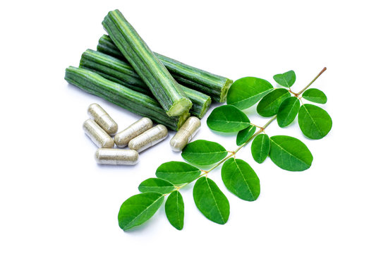 Moringa Oleifera ( Horse radish or Drumstick ) with green leaves and capsules isolated on white background. Herbal medicine plant conceptual.