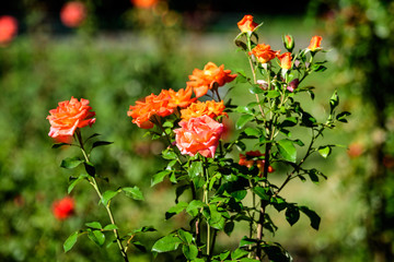 Obraz na płótnie Canvas Close up of many large and delicate vivid yellow orange roses in full bloom in a summer garden, in direct sunlight, with blurred green leaves in the background.