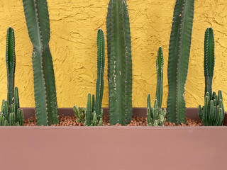 Green cactus In a brownstone pot With a round stone inside And has a yellow loft cement background....