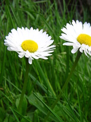 Beautiful chamomile in green grass