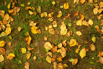 Yellow birch leaves are lying on the ground
