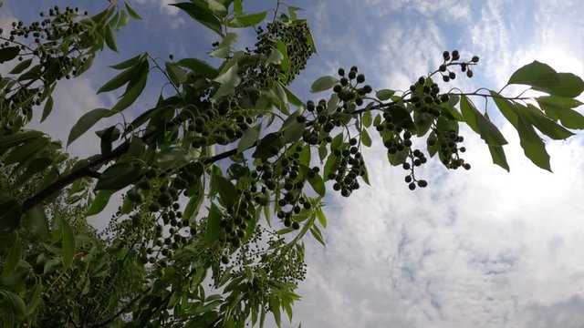 Strong wind - a bush with berries sways in the wind. 