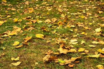 Yellow fallen leaves on the ground in the garden