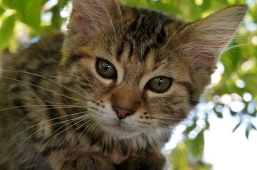 Portrait d'un chaton.