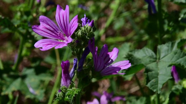 Mallow flower open and closed passage of insects with audio background of clapperboard and birds long video sequence