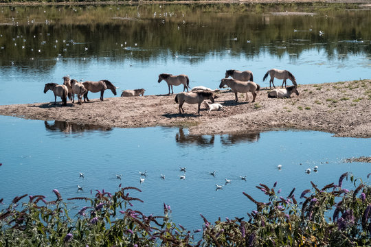 bathing cows and horses - GR5 before Maastricht