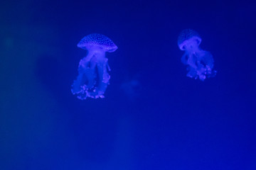 Beautiful glowing jellyfish underwater against deep blue background