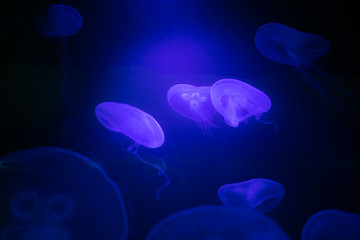 Beautiful glowing jellyfish underwater against deep blue background