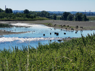 bathing cows and horses - GR5 before Maastricht
