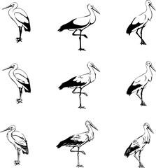 stork, bird, white, black, graphic