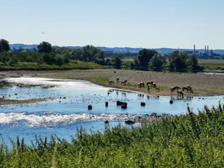 bathing cows and horses - GR5 before Maastricht