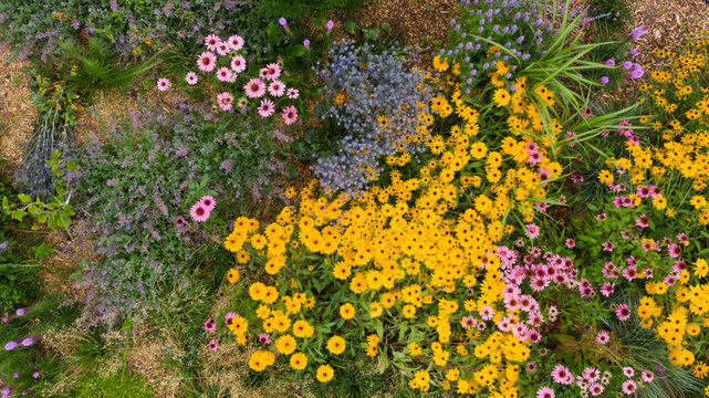 Purple lavender, yellow and blue daisies and other colorful flowers