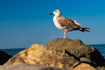 Fototapeta na wymiar gull on rocks against background of sea in summer