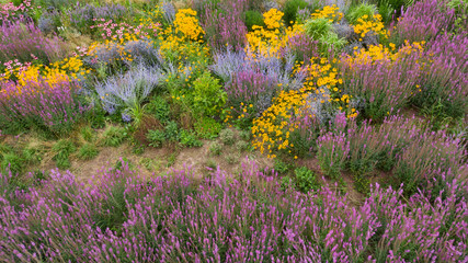 Purple lavender, yellow and blue daisies and other colorful flowers