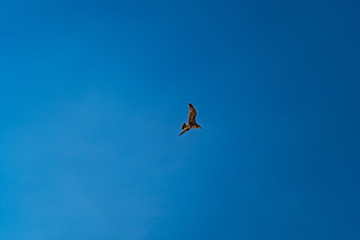 Seagull flies in blue cloudless summer sky