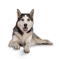 Beautiful young adult Husky dog, laying down facing front with paws over edge. Looking towards camera with light blue eyes. Mouth open. Isolated on white background.
