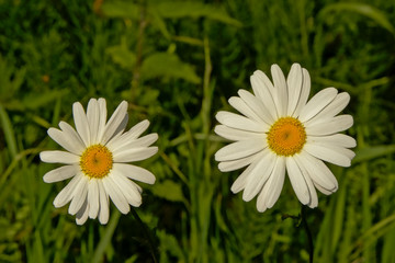 Couple of daisy flowers in the grass - Bellis perennis.
