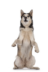 Beautiful young adult Husky dog, sitting on hind paws. Looking up with light blue eyes. Mouth open. Isolated on white background.