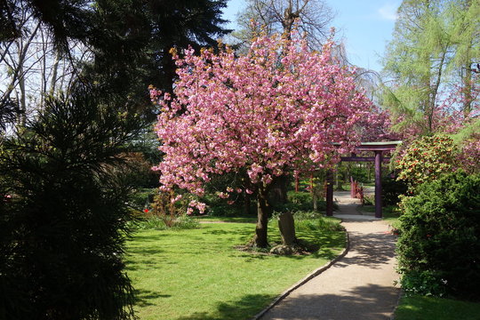 Kirschbl&uuml;tenbaum in der Totalen. Kirschbl&uuml;te Baum mit rosa pinker Bl&uuml;tenpracht full body image.