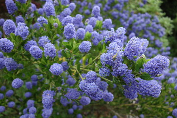 Lila violette Blumenpuschel in einem grünen Busch. Purple california lilac Ceanothus nitrogen-fixing shrubs and small trees in the buckthorn family (Rhamnaceae).