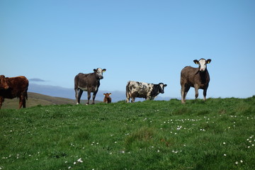 Obraz premium Eine Kuhfamilie auf der Wiese richtet die Ohren neugierig auf den Fotografen. Happy cow family in nature with green grass and blue sky. Scenic landscape malerisch in Szene gesetzt mit Bullen und Kühen