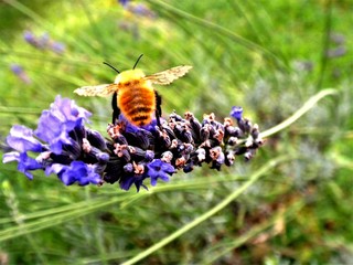 Un'ape su un fiore di lavanda