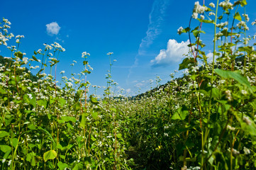 The beautiful field with esculentum flower background blue sky.