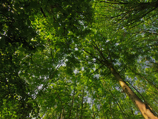 Treetops with fresh green spring leaves in the forest under a clear blue sky, low angle view 