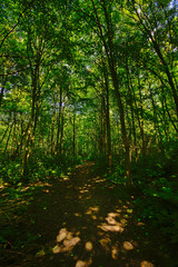 Hiking trail rail through a lush green sunny spring forest in the flemish countryside