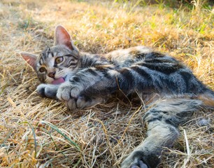 cat lying on the grass