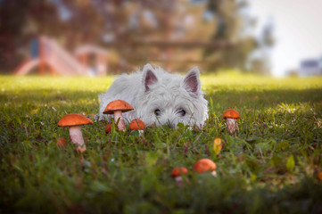 White dog in the meadow looks at the boletus mushrooms. West highland white terrier