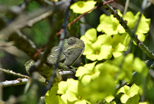 An adult Mediterranean Chameleon walking among African Tamarisk branches and Cape Sorrel flowers