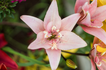pink lilies in the garden. many colors. beautiful flowers. greenery around