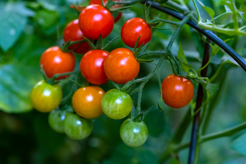 Bunch of Cherry Tomatoes in Various Stages of Ripening in a Vegetable Garden