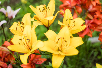 Obraz na płótnie Canvas yellow lilies in the garden. many colors. beautiful flowers. greenery around